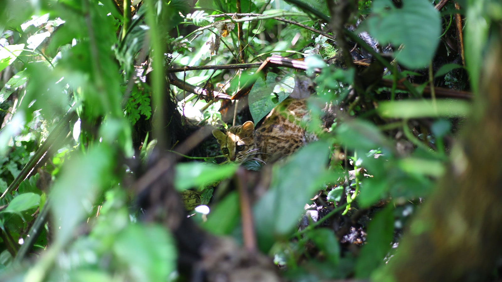 Tigrillo Leopardus pardalis
